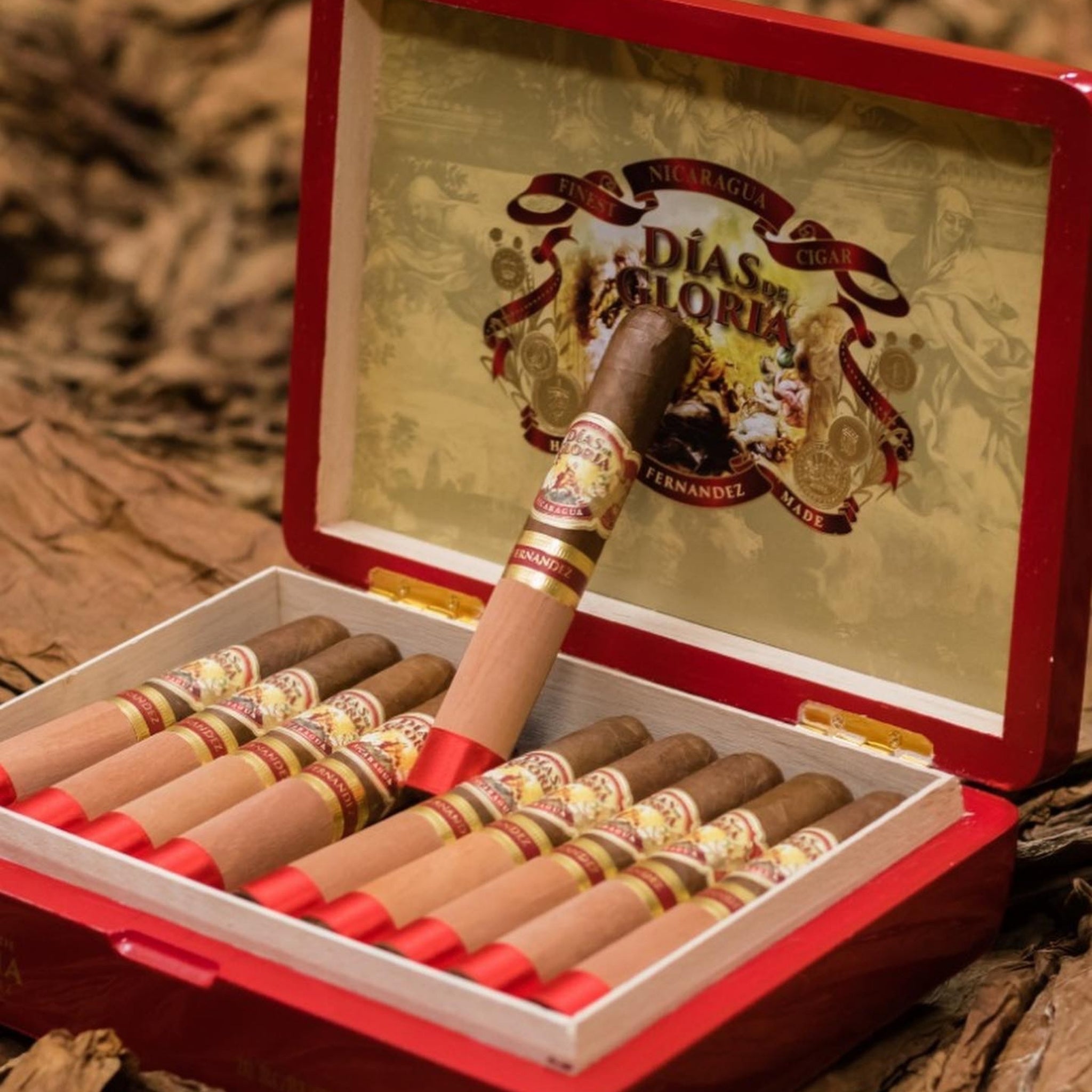Geöffnete Dias de Gloria Robusto Kiste mit Zigarre aufrecht präsentiert