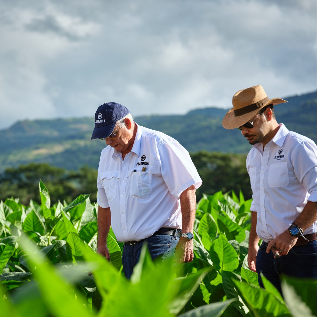 Plasencia Mitarbeiter prüfen Tabakpflanzen auf Feld in Nicaragua