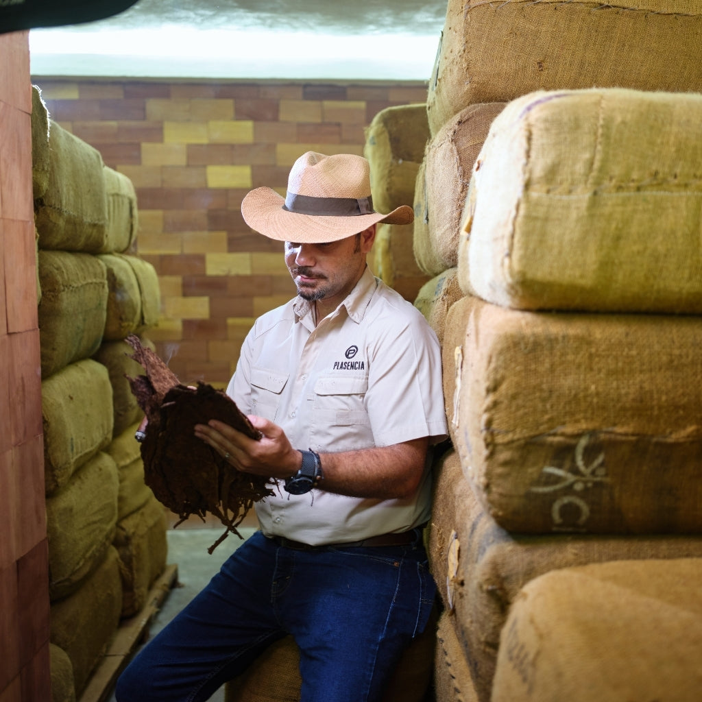 Plasencia Mitarbeiter prüft fermentierte Tabakblätter im Lagerraum zwischen Ballen